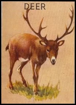 R15-1 Deer.jpg